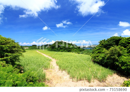Small island in sugar cane field 73158690