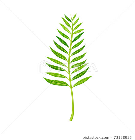 Green Fern as Vascular Plant with Stem and Complex Leaves Vector Illustration Green Fern as Vascular Plant with Stem and Complex Leaves Vector Illustration 73158935