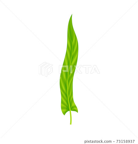 Fern or Frond Leaf with Erect Stem Vector Illustration Fern or Frond Leaf with Erect Stem Vector Illustration 73158937