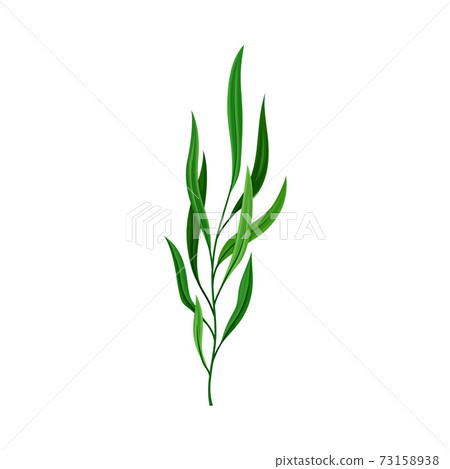 Fern or Frond with Leaves and Erect Stem Vector Illustration Fern or Frond with Leaves and Erect Stem Vector Illustration 73158938