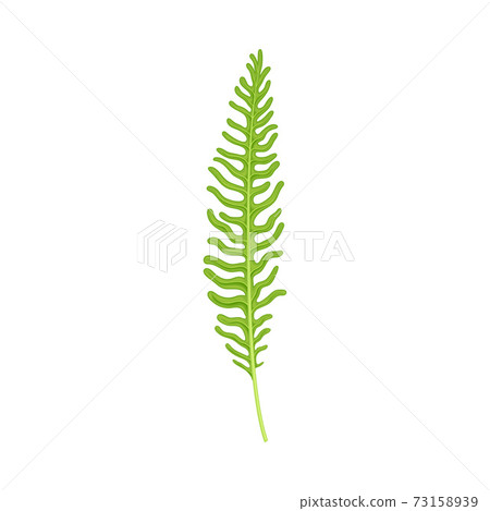 Green Fern as Vascular Plant with Stem and Complex Leaves Vector Illustration Green Fern as Vascular Plant with Stem and Complex Leaves Vector Illustration 73158939
