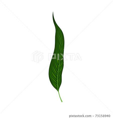 Fern or Frond Leaf with Erect Stem Vector Illustration Fern or Frond Leaf with Erect Stem Vector Illustration 73158940