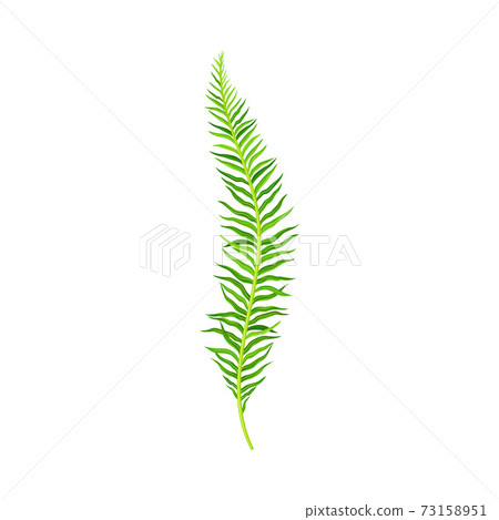 Green Fern as Vascular Plant with Stem and Complex Leaves Vector Illustration 73158951