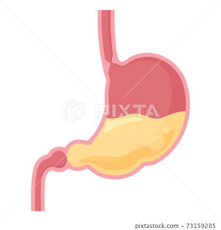 Illustration of stomach cross section and stomach acid Illustration of stomach cross section and stomach acid 73159285