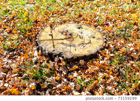 Tree stump in the forest among the fallen leaves 73159299