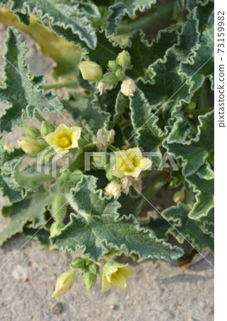 Squirting cucumber Squirting cucumber 73159982