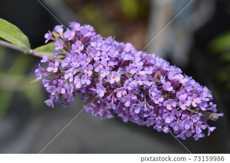 Summer lilac 73159986