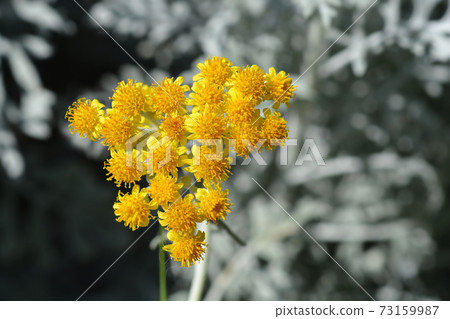 Silver ragwort 73159987