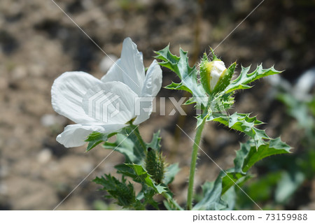 Prickly Poppy 73159988