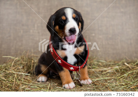 Little puppy in a huge dog collar of a lifeguard Little puppy in a huge dog collar of a lifeguard 73160342