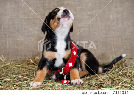 Little puppy in a huge dog collar of a lifeguard Little puppy in a huge dog collar of a lifeguard 73160343