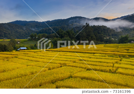 Aerial view of golden rice terrace field in Ban Pa Bong Piang village in Chiang Mai Aerial view of golden rice terrace field in Ban Pa Bong Piang village in Chiang Mai 73161396