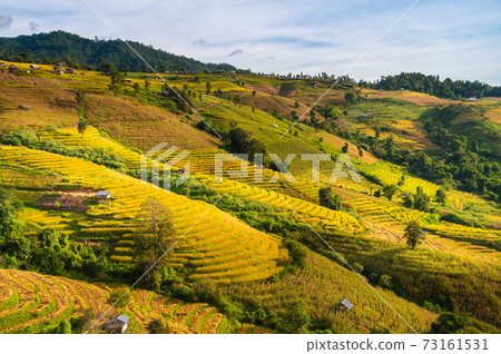 Rice terrace field in Ban Pa Bong Piang village in Mae Chaem District, Chiang Mai Province, Thailand 73161531