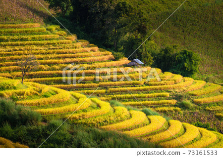 Rice terrace field in Ban Pa Bong Piang village in Mae Chaem District, Chiang Mai Province, Thailand Rice terrace field in Ban Pa Bong Piang village in Mae Chaem District, Chiang Mai Province, Thailand 73161533