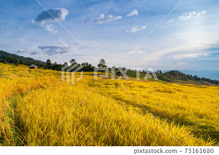 Rice terrace field in Ban Pa Bong Piang village in Mae Chaem District, Chiang Mai Province, Thailand Rice terrace field in Ban Pa Bong Piang village in Mae Chaem District, Chiang Mai Province, Thailand 73161680