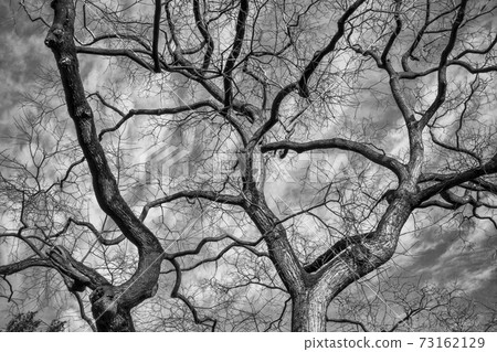 Black and white trunks 73162129