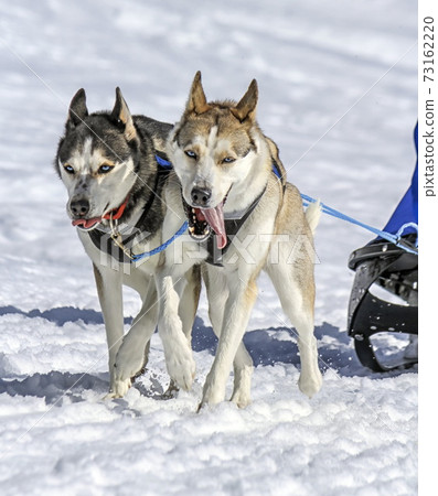 Sled dogs in speed racing, Moss, Switzerland Sled dogs in speed racing, Moss, Switzerland 73162220