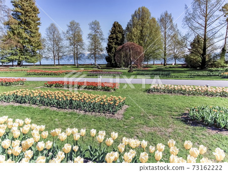 Tulip feast, Morges, Switzerland 73162222