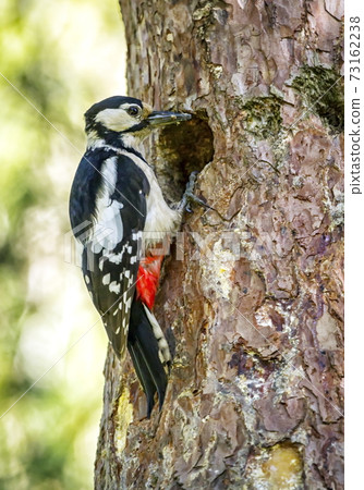 Hairy woodpecker, picoides villosus Hairy woodpecker, picoides villosus 73162238