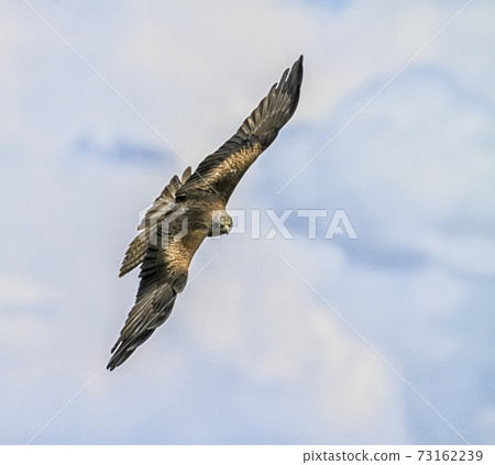Common buzzard, buteo 73162239