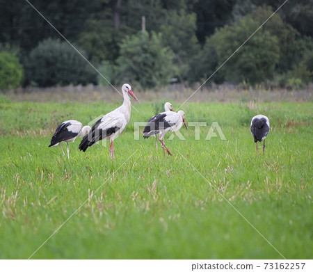 Migrating white storks, ciconia, in a meadow Migrating white storks, ciconia, in a meadow 73162257