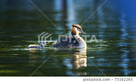 Crested grebe, podiceps cristatus, duck and baby 73162265