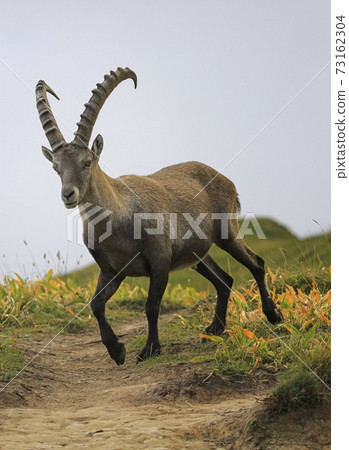 Male wild alpine, capra ibex, or steinbock Male wild alpine, capra ibex, or steinbock 73162304