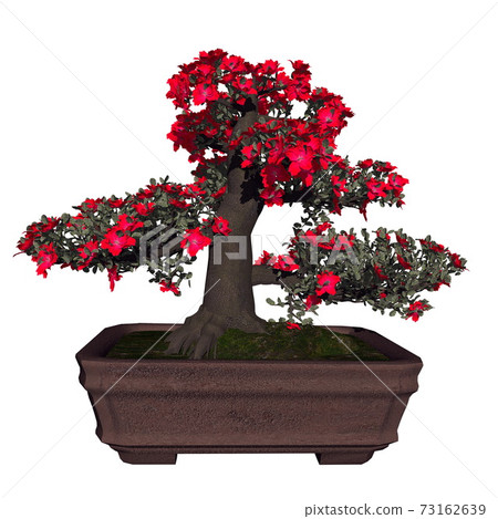 Satsuki azalea tree bonsai - 3D render 73162639
