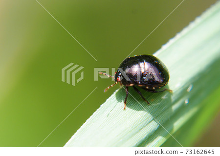 塔德馬爾蟲 73162645