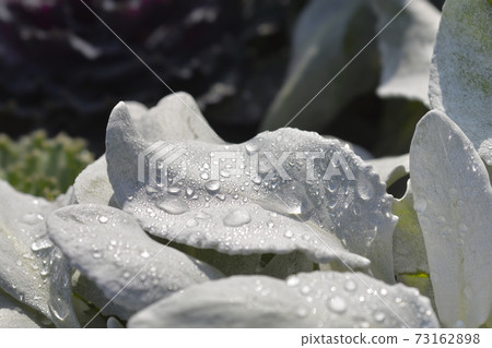 Shining-white ragwort Angel Wings 73162898
