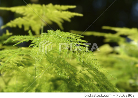 Common asparagus fern 73162902