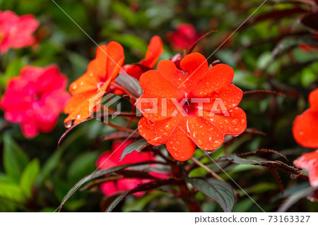 Bright flowers in a flower shop decor for home and yard Bright flowers in a flower shop decor for home and yard 73163327
