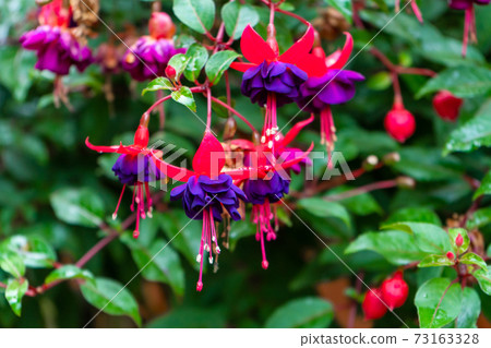Vibrant color saturated fuchsia hybrida in a flower park Vibrant color saturated fuchsia hybrida in a flower park 73163328