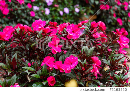 Bright flowers in a flower shop decor for home and yard 73163330