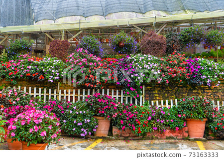 Bright flowers in a flower shop decor for home and yard Bright flowers in a flower shop decor for home and yard 73163333