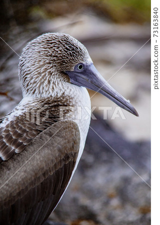 Blue footed Boobie 73163840