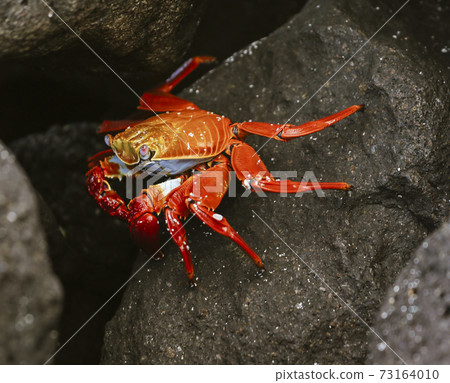 Sally Lightfoot Crab On Rock in Galapagos Islands 73164010