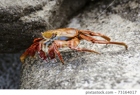 Sally Lightfoot Crab On Rock in Galapagos Islands Sally Lightfoot Crab On Rock in Galapagos Islands 73164017