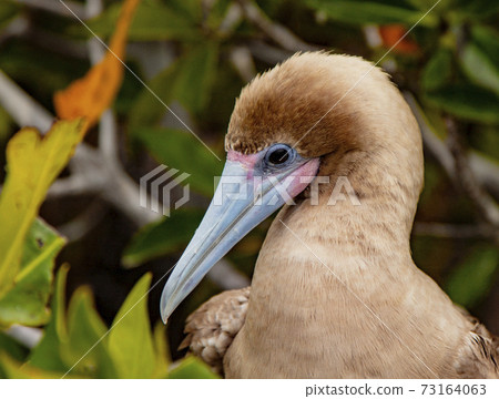 Close up of Red Footed Booby 73164063