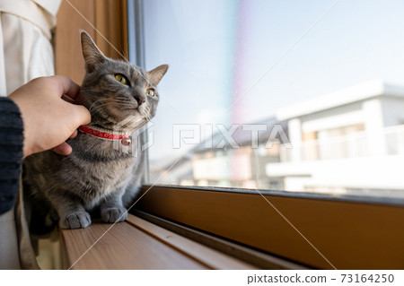 貓貓貓Kijitora白色灰色小貓女女女貓女貓女貓開朗可愛治愈 73164250