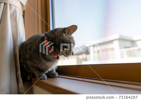 Cat Cat Cat Kijitora White Gray Kitten Female Female Female Cat Female Cat Female Cat Cheerful Cute Healing Cat Cat Cat Kijitora White Gray Kitten Female Female Female Cat Female Cat Female Cat Cheerful Cute Healing 73164287