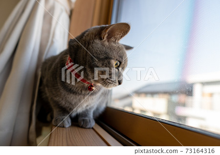 貓貓貓Kijitora白色灰色小貓女女女貓女貓女貓開朗可愛治愈 73164316