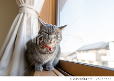 Cat Cat Cat Kijitora White Gray Kitten Female Female Female Cat Female Cat Female Cat Cheerful Cute Healing Cat Cat Cat Kijitora White Gray Kitten Female Female Female Cat Female Cat Female Cat Cheerful Cute Healing 73164372
