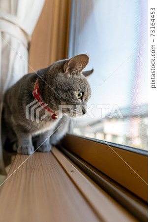 貓貓貓Kijitora白色灰色小貓女女女貓女貓女貓開朗可愛治愈 貓貓貓Kijitora白色灰色小貓女女女貓女貓女貓開朗可愛治愈 73164453