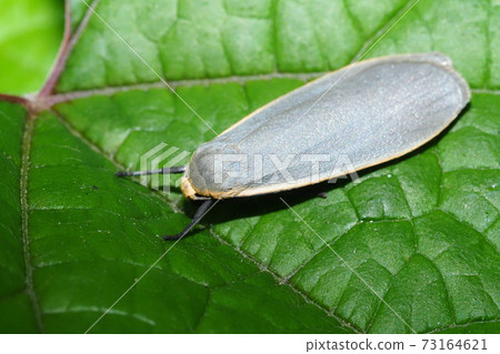 一種hosobaga 73164621