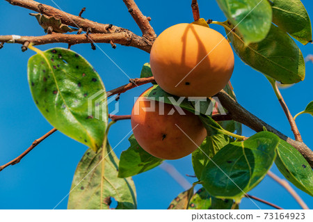 快收柿子樹 快收柿子樹 73164923