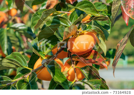 快收柿子樹 快收柿子樹 73164928