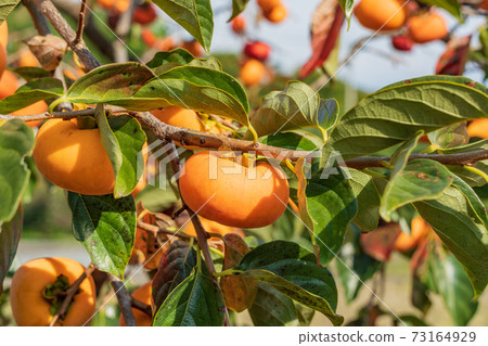 快收柿子樹 快收柿子樹 73164929