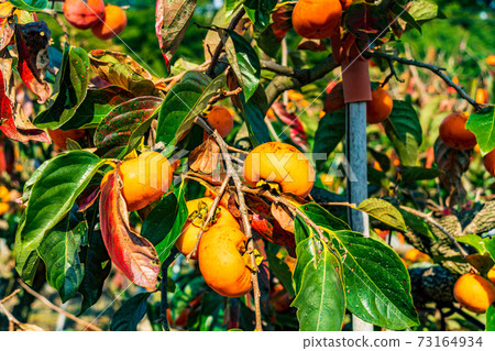 快收柿子樹 快收柿子樹 73164934