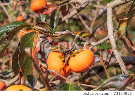 快收柿子樹 73164936